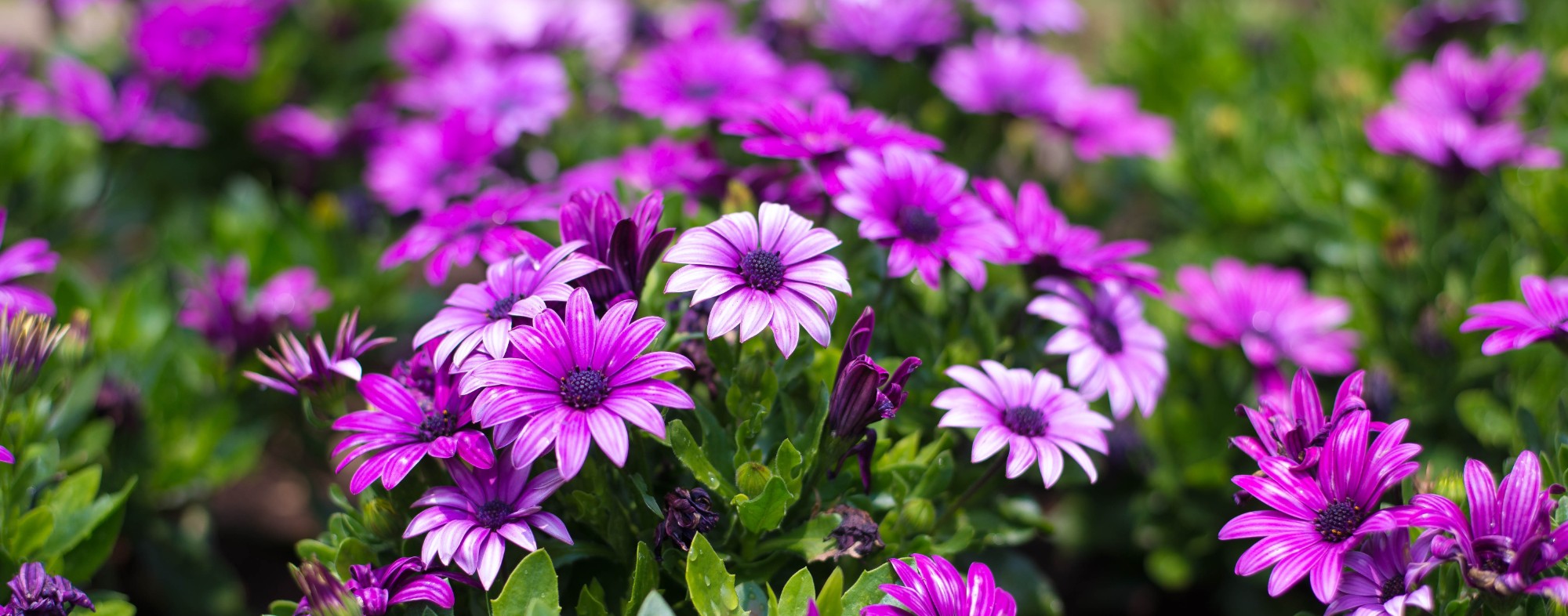 Plantas Ornamentais